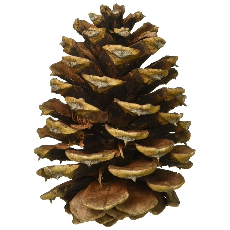 Homvare Long Leaf Pine Cones 6"-8" Unscented Artificial Ornament for Fall, Thanksgiving and Christmas Decorations, 2 Pieces