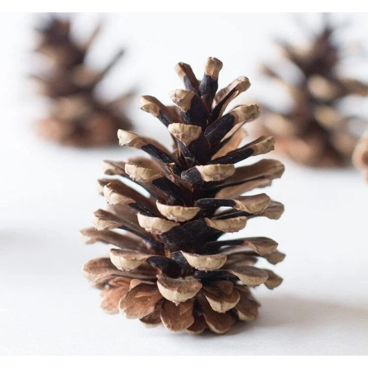 Homvare Natural Pine Cones Unscented Artificial Ornament for Fall, Thanksgiving and Christmas Decorations, 15 Pieces