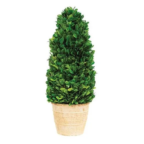 Preserved Boxwood Cone Tree, 16"H